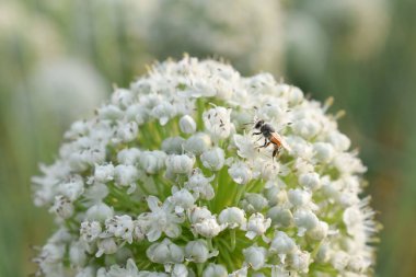 Kırmızı soğan beyaz çiçeklerine yakın sarı renkli polen ve bal arısı