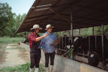 Çiftlik hayvanlarını ve süt kalitesini kontrol eden iki erkek çiftçi. Tarım endüstrisi, tarım ve hayvancılık kavramı, süt çiftliğinde saman yiyen inekler, ahır çiftliği..