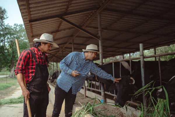Dois Agricultores Sexo Masculino Trabalhando Verificando Seu Gado Fazenda Laticínios — Fotografia de Stock