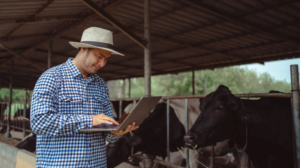 stock image  male farmer using laptop checking on his livestock and quality of milk in the dairy farm .Agriculture industry, farming and animal husbandry concept ,Cow on dairy farm eating hay,Cowshed.