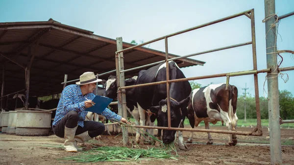 Male Farmer Working Checking His Livestock Dairy Farm Agriculture Industry — Stock Photo, Image