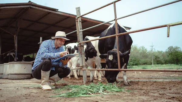 Agricultor Masculino Trabalhando Verificando Seu Gado Fazenda Laticínios Indústria Agrícola — Fotografia de Stock