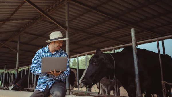 Mannelijke Boer Met Behulp Van Laptop Controleren Van Zijn Vee — Stockfoto