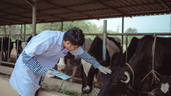 兽医检查他的牲畜和奶牛饲养场的牛奶质量 农业和畜牧业的概念 奶牛在奶牛饲养场吃干草 — 图库照片