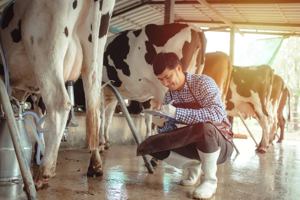 农业和畜牧业的概念 奶牛在奶牛场上吃干草 牛仔棚 — 图库照片