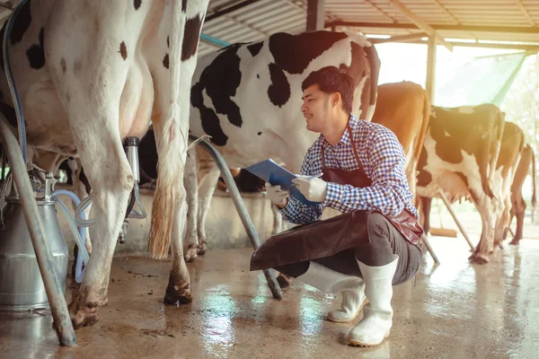 Männlicher Bauer Bei Der Arbeit Und Kontrolle Seiner Tiere Milchviehbetrieb — Stockfoto