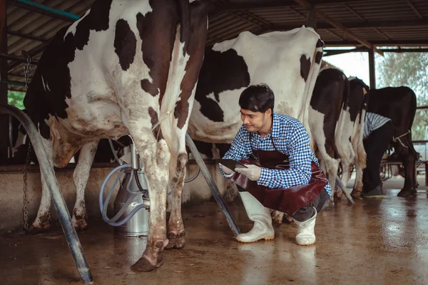 男农场主用石板检查他的牲畜和奶牛饲养场的牛奶质量 农业和畜牧业概念 奶牛饲养场吃干草 奶牛饲养场 — 图库照片