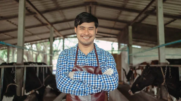 酪農場の笑顔と幸せな農家です 畜産の概念 酪農家の干し草を食べる牛 — ストック写真
