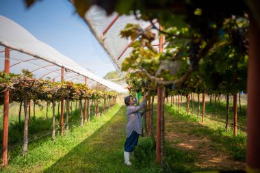 Üzüm bağı sahibi yaşlı bir kadın, üzüm bağındaki üzüm ve meyve kalitesini kontrol etmek için tablet kullanıyor..