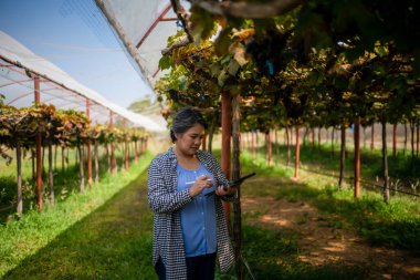Üzüm bağı sahibi yaşlı bir kadın, üzüm bağındaki üzüm ve meyve kalitesini kontrol etmek için tablet kullanıyor..