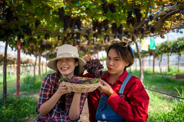 Boeren Presenteren Producten Van Boerderij Verkopen Druiven Online Door Live — Stockfoto