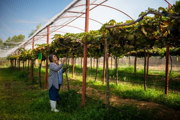 ブドウ畑の高齢者の女性の所有者は 作業し ブドウや果物の品質を確認するためにタブレットを使用していますブドウ畑 — ストック写真