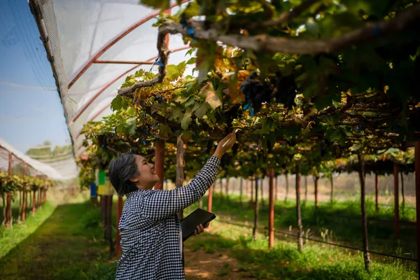 Elderly Woman Owner Vineyard Using Tablet Work Check Quality Grapes — Stock Photo, Image