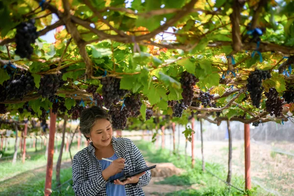 ブドウ畑の高齢者の女性の所有者は 作業し ブドウや果物の品質を確認するためにタブレットを使用していますブドウ畑 — ストック写真