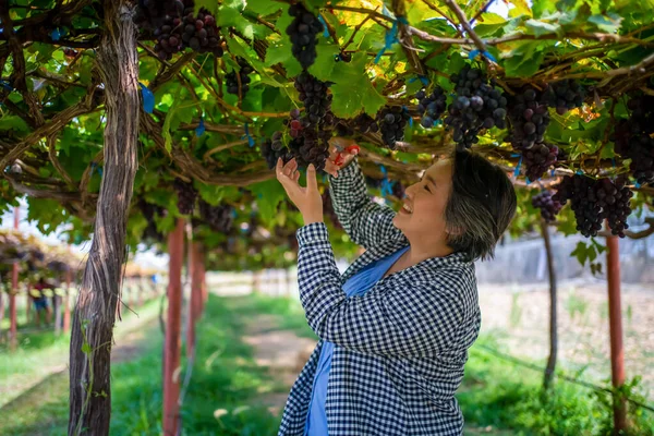 Elderly Woman Vineyard Cutting Grapes Vineyard — Stock Photo, Image