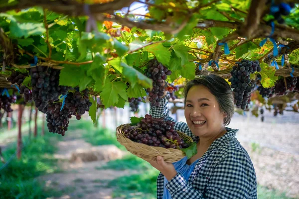 Elderly Woman Vineyard Cutting Grapes Vineyard — Stock Photo, Image