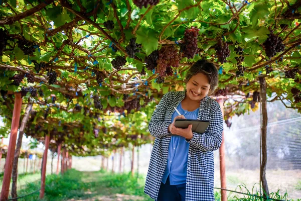 Elderly Woman Owner Vineyard Using Tablet Work Check Quality Grapes — Stock Photo, Image