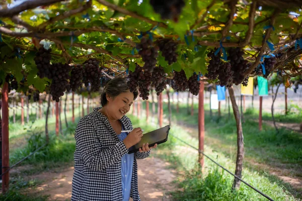ブドウ畑の高齢女性の所有者は ブドウ畑のブドウや果物の品質を確認するためにタブレットを使用しています — ストック写真