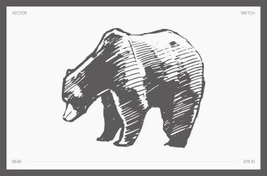 Hand drawn vector illustration of bear, sketch. Vector illustration