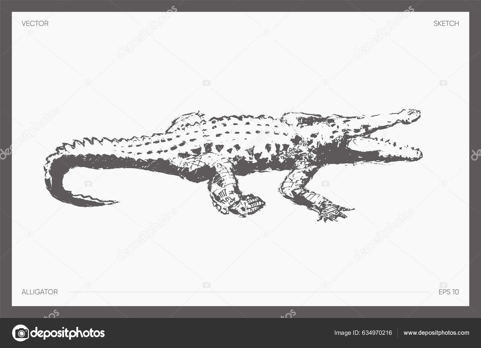 Alligator Crocodile Realistic Drawing Sketch Vector Illustration