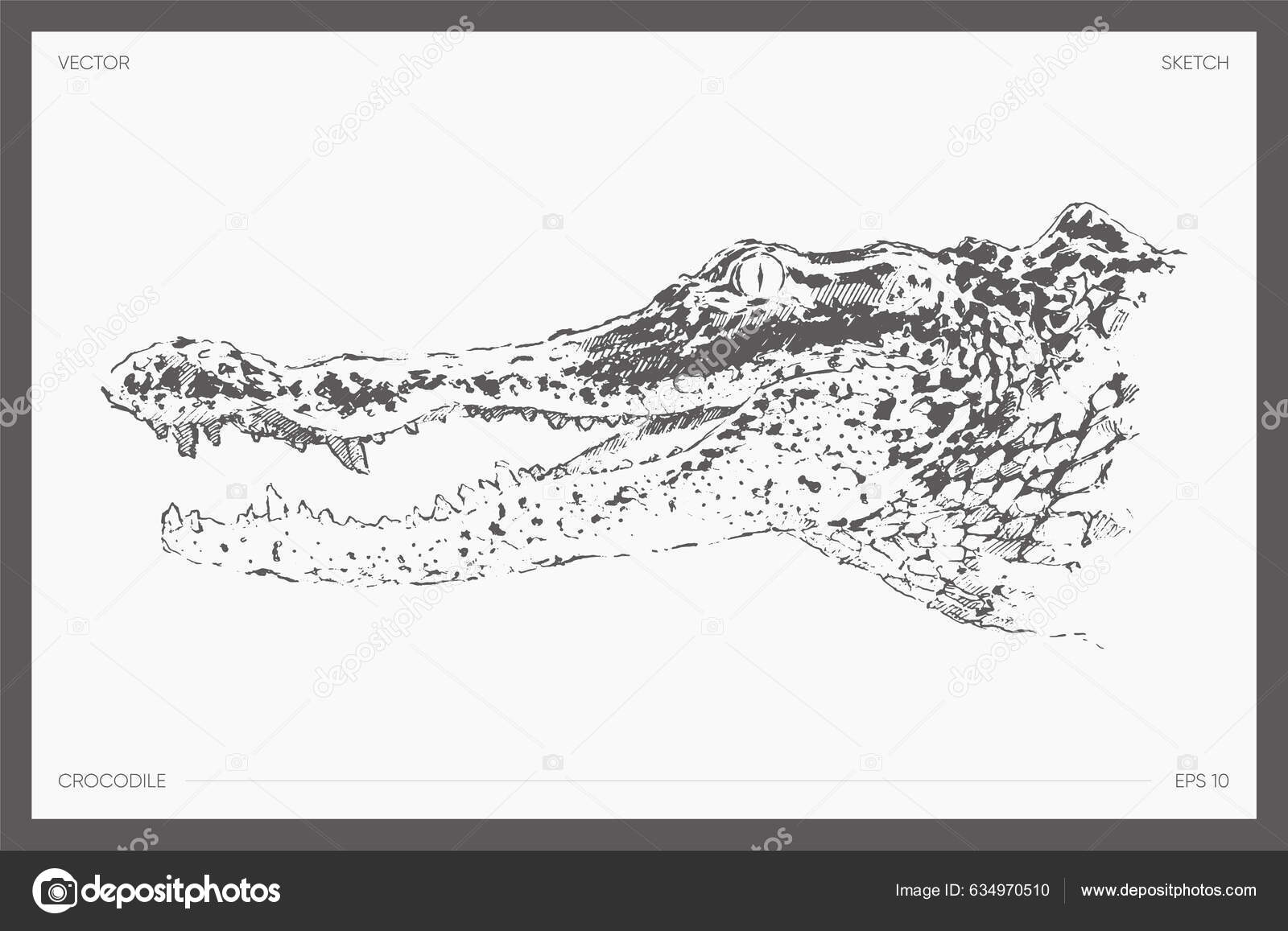 One continuous line drawing of wild crocodile... - Stock Illustration  [69258377] - PIXTA