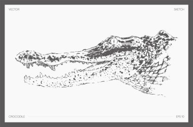 Alligator crocodile realistic drawing sketch. Vector illustration