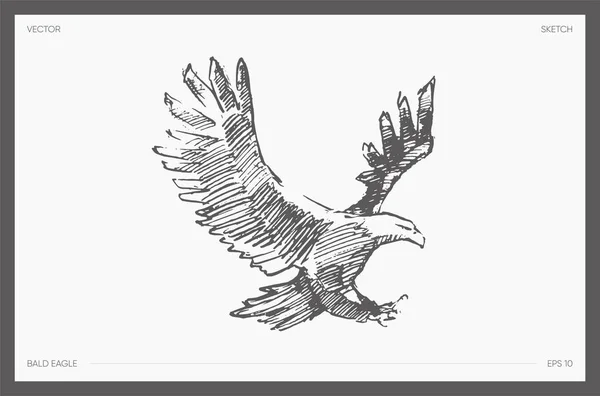 Ilustración Vectorial Dibujada Mano Águila Calva Ilustración Vectorial — Archivo Imágenes Vectoriales
