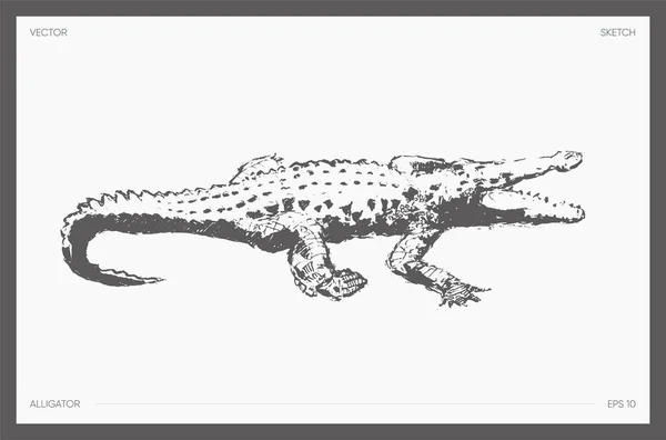 Crocodile Alligator Dessin Réaliste Croquis Illustration Vectorielle — Image vectorielle