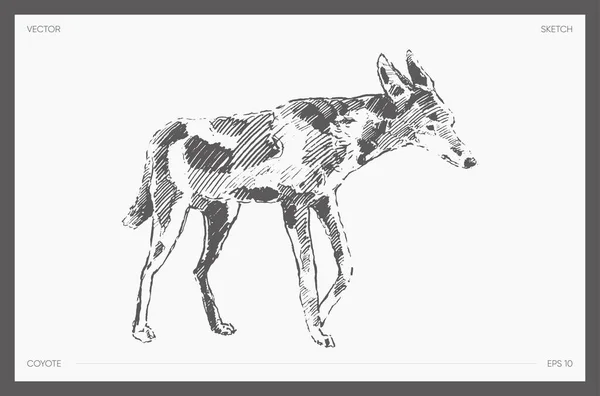 Hand Drawn Vector Illustration Coyote Sketch Vector Illustration — Stock Vector