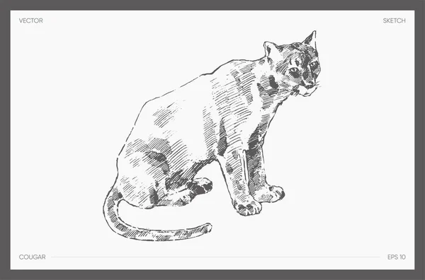 Hand Drawn Vector Illustration Cougar Sketch Vector Illustration — Image vectorielle