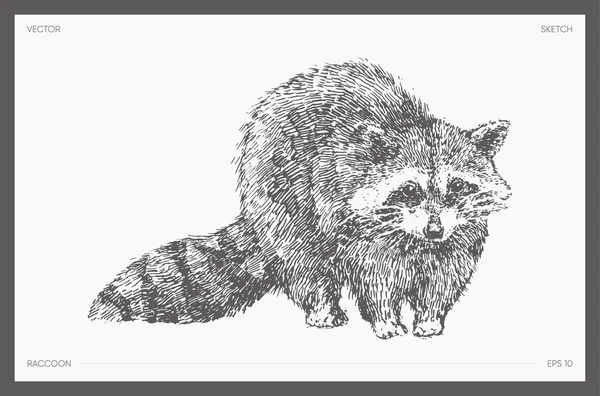 Hand Drawn Vector Illustration Raccoon Sketch Vector Illustration — Image vectorielle