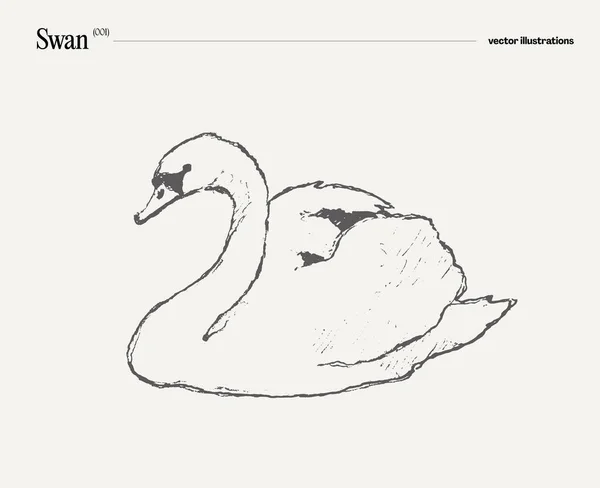 Swan Πουλί Ρεαλιστικό Χέρι Σχεδιάζεται Διανυσματική Απεικόνιση Σκίτσο Εικονογράφηση Διανύσματος — Διανυσματικό Αρχείο