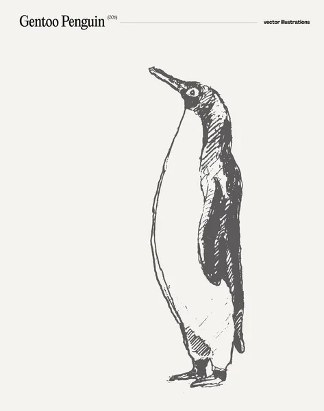 Gentoo Penguin Ρεαλιστική Απεικόνιση Διάνυσμα Χέρι Σκίτσο Εικονογράφηση Διανύσματος — Διανυσματικό Αρχείο