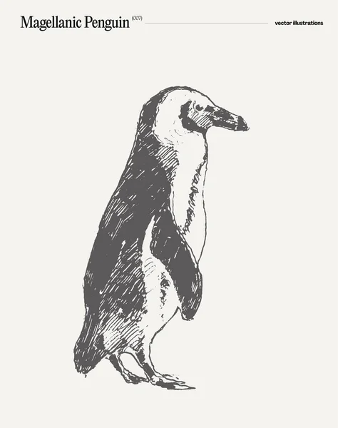 Magellanic Penguin Ρεαλιστική Απεικόνιση Διάνυσμα Χέρι Σκίτσο Εικονογράφηση Διανύσματος — Διανυσματικό Αρχείο