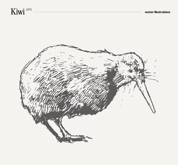 Kiwi Πουλί Ρεαλιστικό Χέρι Που Σκίτσο Εικονογράφηση Διανύσματος — Διανυσματικό Αρχείο
