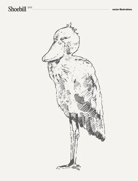 Shoebill Πουλί Ρεαλιστική Απεικόνιση Διάνυσμα Χέρι Σκίτσο Εικονογράφηση Διανύσματος — Διανυσματικό Αρχείο