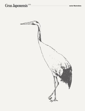 Grus Japonensis kuş gerçekçi el çizimi, skeç. Vektör illüstrasyonu