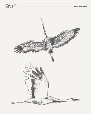 Grus kuşu gerçekçi el çizimi, skeç. Vektör illüstrasyonu