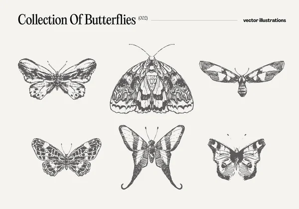 Conjunto Mariposas Dibujo Realista Boceto Ilustración Vectorial — Archivo Imágenes Vectoriales