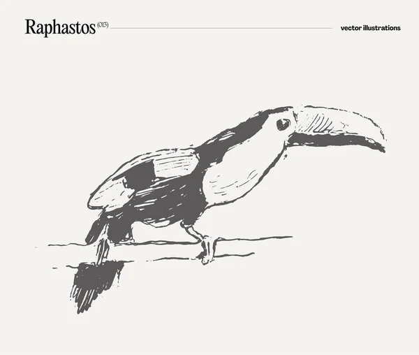 Raphastos Bird Realistic Hand Drawn Sketch Vector Illustration — Stock Vector