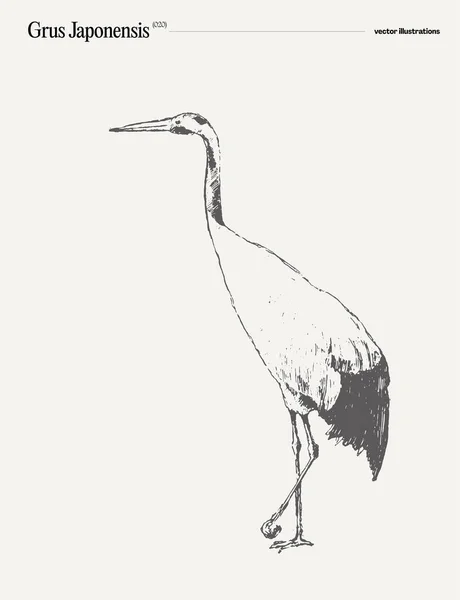 Grus Japonensis Ptak Realistyczne Strony Rysowane Szkic Ilustracja Wektora — Wektor stockowy