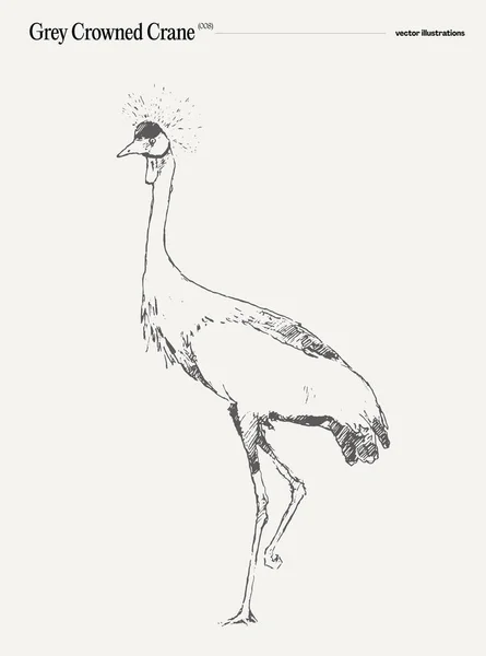 Γκρι Crowned Crane Ρεαλιστική Απεικόνιση Διάνυσμα Χέρι Σκίτσο Εικονογράφηση Διανύσματος — Διανυσματικό Αρχείο