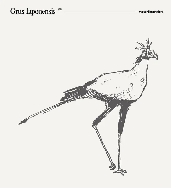 Grus Japonensis Ilustracja Wektora Ptaków Szkic Ilustracja Wektora — Wektor stockowy