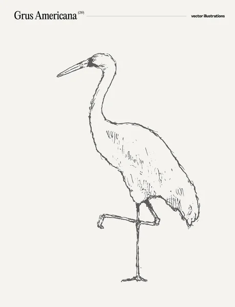 Grus Americana Bird Realistic Hand Drawn Sketch Vector Illustration — Stock Vector