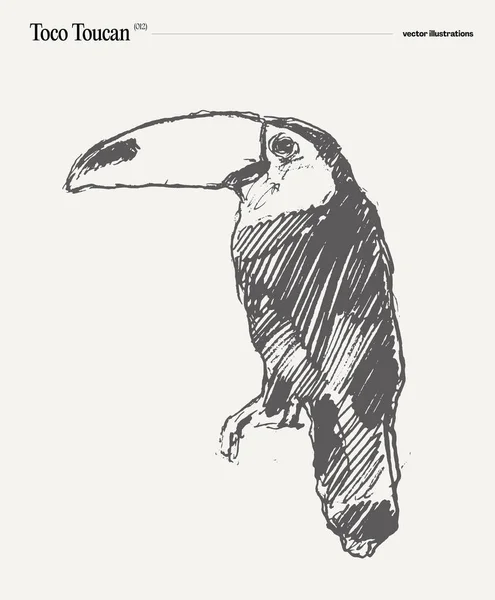 Toco Toucan Ρεαλιστική Διανυσματική Απεικόνιση Σκίτσο Εικονογράφηση Διανύσματος — Διανυσματικό Αρχείο