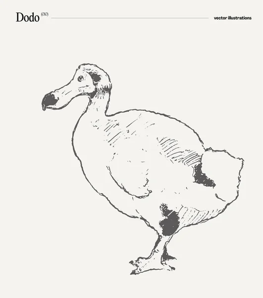 Dodo Ρεαλιστικό Χέρι Σχεδιάζεται Διανυσματική Απεικόνιση Σκίτσο Εικονογράφηση Διανύσματος — Διανυσματικό Αρχείο