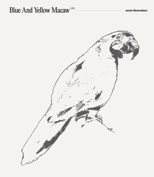 Macaw Papuga Realistyczne Strony Rysowane Szkic Ilustracja Wektora — Wektor stockowy