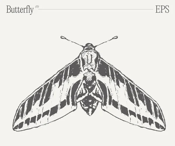 Superbe Dessin Noir Blanc Avec Papillon Insecte Pollinisateur Vital Arthropode — Image vectorielle