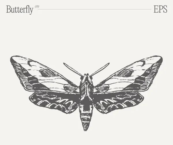 Impresionante Dibujo Blanco Negro Con Una Mariposa Insecto Polinizador Vital — Archivo Imágenes Vectoriales