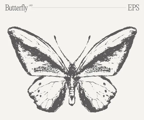 Stunning Black White Drawing Featuring Butterfly Vital Pollinator Insect Exquisite — Stock Vector